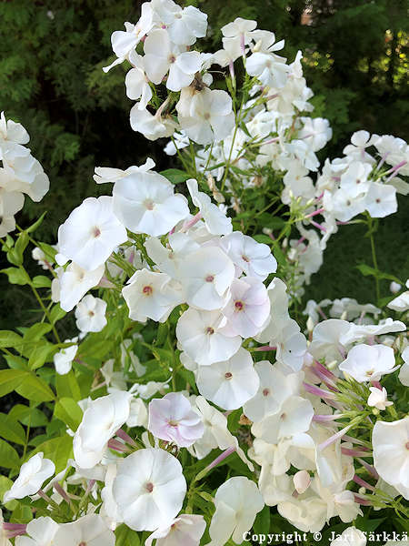 Phlox paniculata 'Adessa White', syysleimu